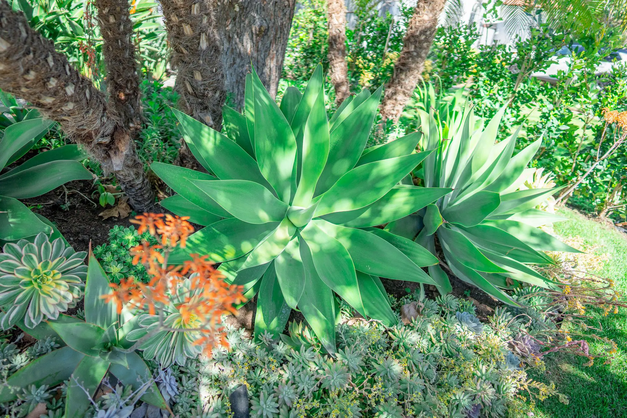 Olivewood Landscaping (66) Olivewood Landscaping (66)